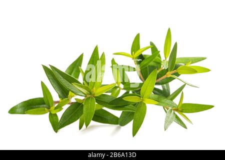 Fresh myrtle  branch  isolated on white background Stock Photo