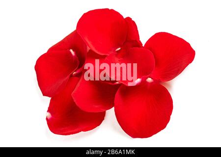 Red rose petals  isolated on white background Stock Photo