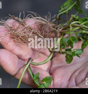 Gewöhnlicher Gundermann, Gundermann, Efeublättriger Gundermann, Echt-Gundelrebe, Gundelrebe, Glechoma hederacea, Alehoof, Ground Ivy, ground-ivy, gill Stock Photo