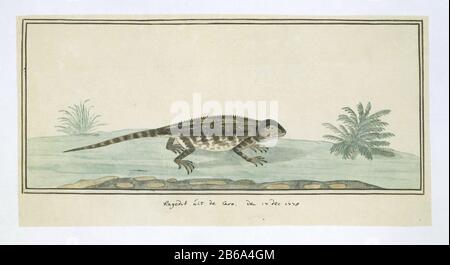Religion hispida (Karoo hagedis) Agama hispida (Karoo lizard) Object Type: drawing animal study album leaf Object number: RP-T-1914-17-103 Inscriptions / Brands: annotation, in the margin bottom center of the frame lines, pen and Brown, 'lizard from the Caro. den 17 Nov 1778 ', see: Rookmaker p. 253 Manufacturer : artist: Robert Jacob Gordon (attributed to) Dated: Dec 17 1778 Physical features: pen in brown and black, brush in color over pencil and black chalk; double frame lines around representation; glued material: paper ink pencil crayon Technique: pen / brush dimensions: album leaf: h 660 Stock Photo