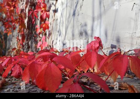 Red grape autumn leaves on concrete wall background sunny light and shadow pop white-space closeup fall image Stock Photo