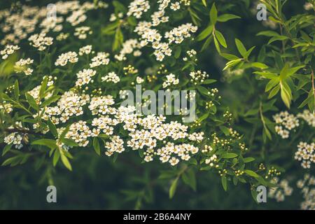 Natural Floral backdrop with white flowers of blooming spiraea branches in garden outdoors purple toned. Plant background with copy space Stock Photo