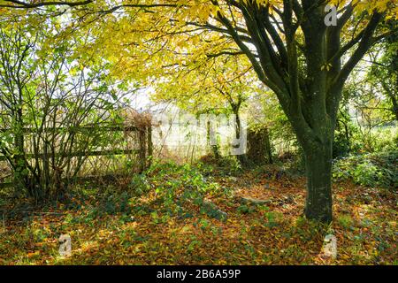 A magical corner of an English garden in Autumn featuring a  Fagus sylvatica Asplenifolia in Wiltshire England UK Stock Photo