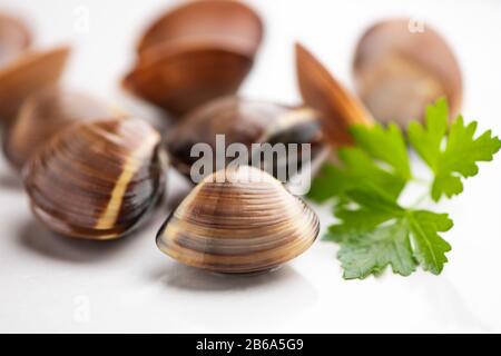 Fresh clams on white background  close up Stock Photo