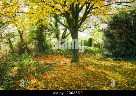 A magical corner of an English garden in Autumn featuring a  Fagus sylvatica Asplenifolia in Wiltshire England UK Stock Photo