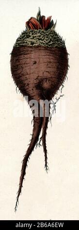 Rote Beete (Beta vulgaris subsp. vulgaris), auch Rote Beete oder Rote