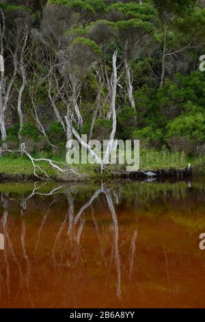 Eucalyptus trees reflected in the still water of Tidal River. A white-faced heron prowls the margins in search of prey. Stock Photo