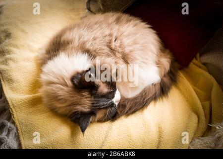 A mature Ragdoll cat curled up asleep on a warm blanket indoors Stock Photo