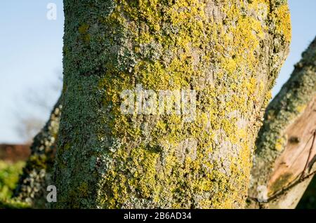 Close up of a trunk of an old Field Maple tree showing fissured bark and various lichens growing on the crevices of the tree Stock Photo