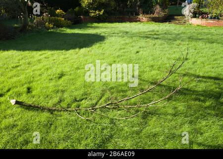 A fallen storm damaged branch from an old cedar tree in an English garden UK Stock Photo