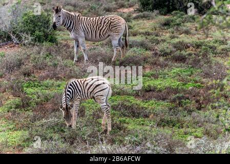 Mother Burchells zebra and colt (Equus quagga burchellii) grazing  in the Addo Elephant National Park, Eastern Cape, South Africa, Africa Stock Photo