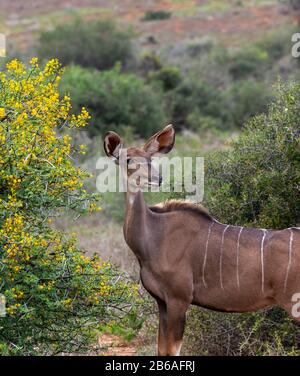 Female greater Kudu (Tragelaphus strepsiceros) antelope standing beside a flowering Thorn Tree, Addo Elephant National Park,Eastern Cape,South Africa Stock Photo