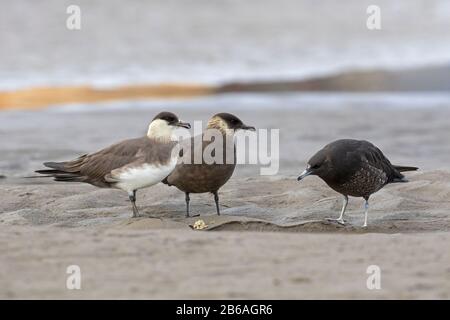 Arctic skua / parasitic skua / parasitic jaeger (Stercorarius parasiticus) adult with two juveniles on the beach in late summer Stock Photo