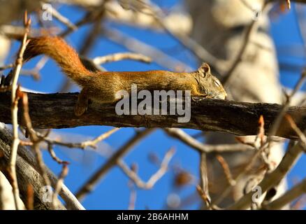 A wild red squirrel 'Tamiasciurus hudsonicus' laying on a tree branch sleeping in the sunlight in rural Alberta Canada. Stock Photo