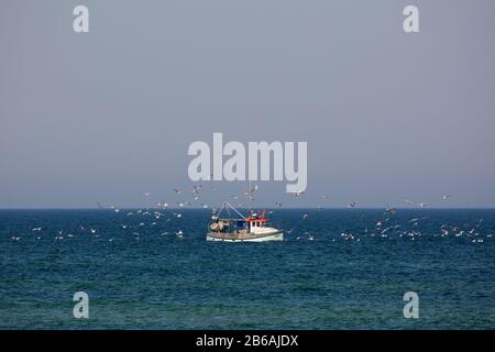 Fishing boat / cutter sailing on the Baltic Sea and followed by flock of seagulls, Mecklenburg Western Pomerania, Germany Stock Photo