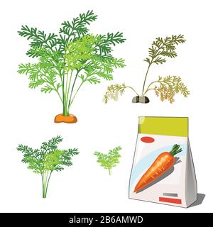 Set of stages of life of a agricultural plant red carrot isolated on white background. Paper packaging for storage of seeds. Vector cartoon close-up Stock Vector