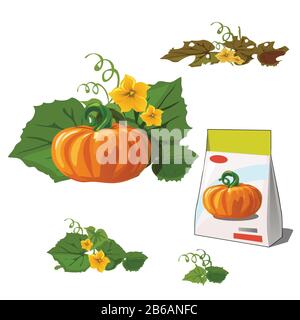 Set of stages of life of a agricultural plant orange pumpkin isolated on white background. Paper packaging for storage of seeds. Vector cartoon close Stock Vector