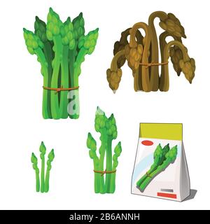 Set of stages of life of a agricultural plant green asparagus isolated on white background. Paper packaging for storage of seeds. Vector cartoon close Stock Vector