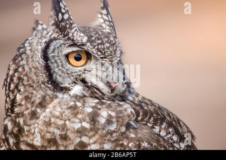A closeup of an African spotted owl (Africanus Bubo) staring intently into the distance Stock Photo