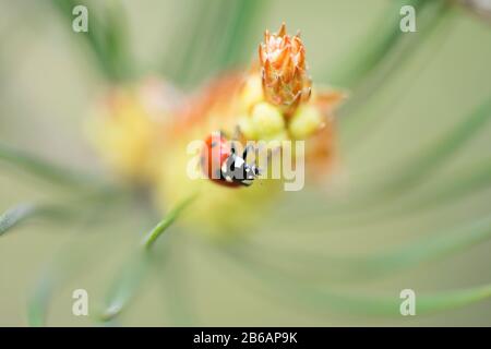 Red ladybug (Coccinellidae) sitting on pine tree macro Stock Photo