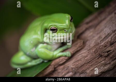 Australian green tree frog (Ranoidea caerulea) perched on log Stock Photo