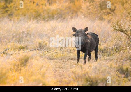 A common warthog (Phacochoerus africanus), standing alone in a grassy opening in the bush, in golden evening light. Kruger National Park, South Africa Stock Photo