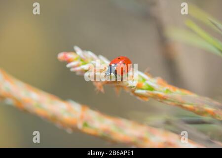 Red ladybug (Coccinellidae) sitting on pine tree macro Stock Photo