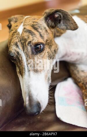 Greyhound in house Stock Photo