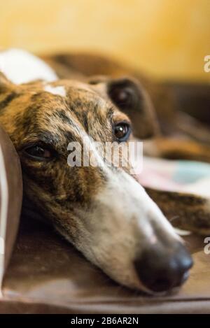 Greyhound in house Stock Photo