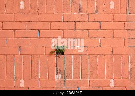 New orange-colored brick wall with a decorative floral element. Stock Photo