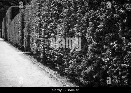 labyrinth road close up view Stock Photo