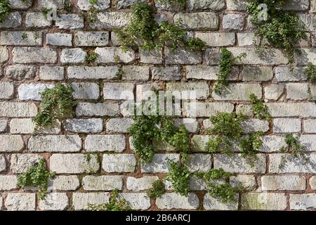 The wall of gray brick, fastened with a solution of red clay, is decorated with living plants. Stone fence with green bushes, abstract background text Stock Photo