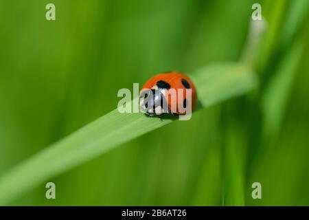 Ladybug (Coccinellidae) on a blade of green grass Stock Photo