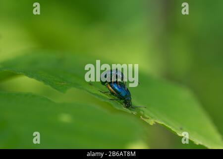 Two alder leaf beetles (Agelastica alni) mating on green leaf Stock Photo