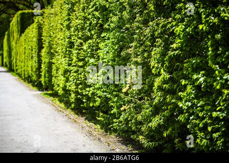 labyrinth road close up view Stock Photo