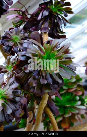 A close up portrait of an almost black Aeonium 'Zwartkop' succulent plant in winter in greenhouse