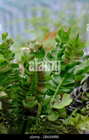 Asplenium nidus 'Crispy Wave' or Pleated Bird's Nest Fern in winter Stock Photo