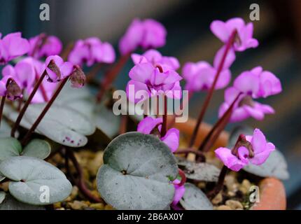 Lilac Pink flowers of the Cyclamen Coum in bloom in winter Stock Photo
