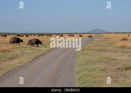 African cape buffalo crossing a gravel road in the Masai Mara savannah, Kenya Stock Photo