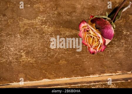 Dried rose on leather background Stock Photo