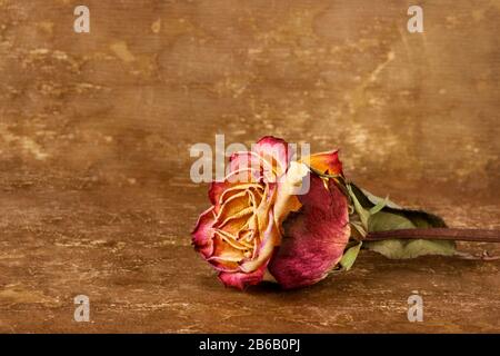 Dried rose on leather background Stock Photo