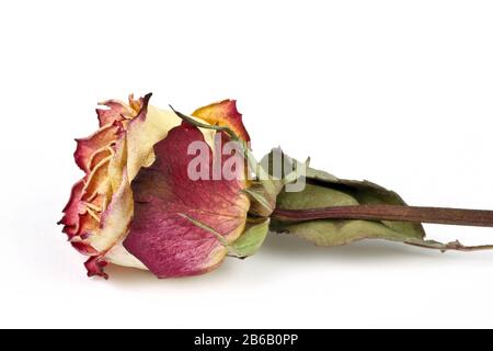 Dried rose, isolated Stock Photo