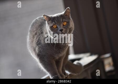 Surprised grey cat with big eyes sitting on a balcony ledge in winter Stock Photo