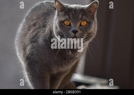 Surprised grey cat with big orange eyes sitting on a balcony ledge in winter Stock Photo