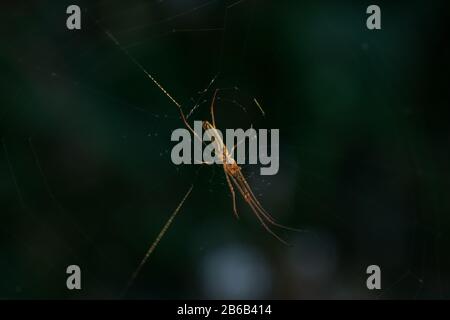 Silver stretch spider on web with dark background Stock Photo