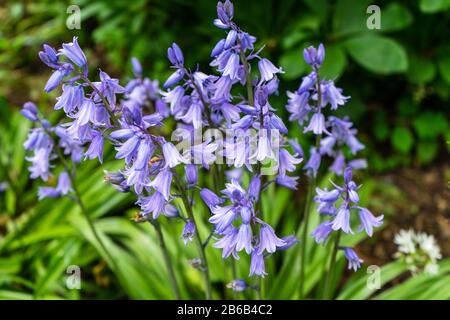 Campanula is one of several genera in the family Campanulaceae with the common name bellflower Stock Photo