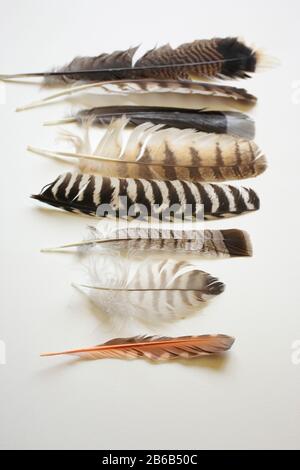 Closeup of various wild bird feathers on white background Stock Photo