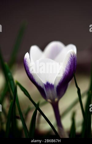 Crocus chrysanthus Ladykiller,Snow Crocus,white flower,blue purple blotches,flowers,flowering,garden,RM Floral Stock Photo