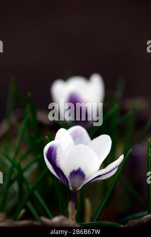 Crocus chrysanthus Ladykiller,Snow Crocus,white flower,blue purple blotches,flowers,flowering,garden,RM Floral Stock Photo