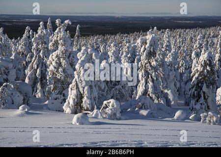 Snow covered trees in Lapland, Finland create a wonderful and beautiful winter wonderland landscape. They're called popcorn trees. Stock Photo